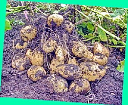  новая технология выращивания картофеля