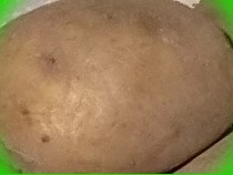  картофель алтайский край куплю