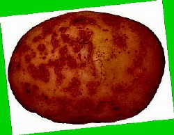  купить картофель в ставропольском крае