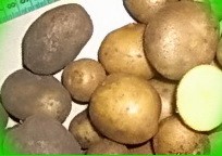  опыт выращивания картофеля