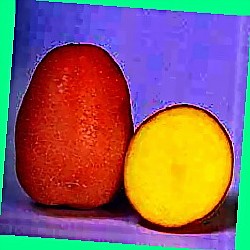  картофель сударыня описание сорта