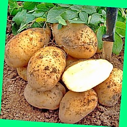  ульяновск картофель