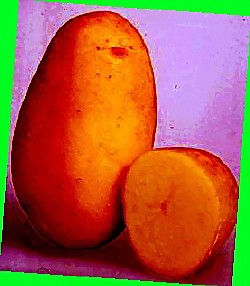  сорт галактика картофеля
