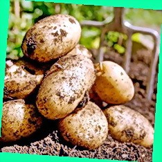  характеристика сорта картофеля рокко