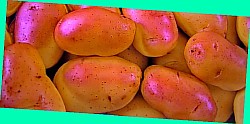  сорта картофеля для сибири