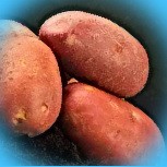  сорт картофеля батя