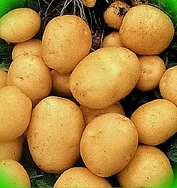  картофель на грядках