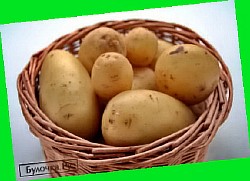  выращивание картофеля под сеном