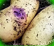  картофель темп описание сорта