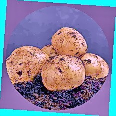  техника для выращивания картофеля цена