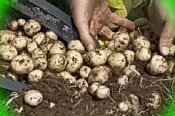  ручные приспособления для посадки картофеля