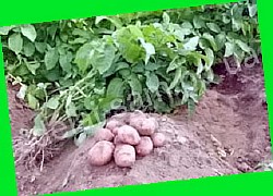  картофель импала описание сорта