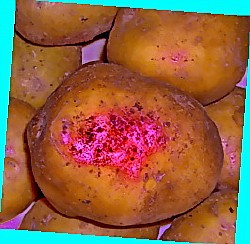  сорта картофеля для подмосковья