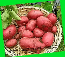 картофель елизавета описание сорта